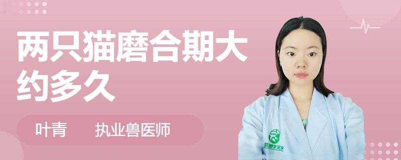 龍貓和貓共處需要多久適應