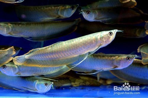 多大的銀龍魚(yú)可以吃小魚(yú)苗飼料：銀龍魚(yú)吃小魚(yú)苗時(shí)，需要多大尺寸的飼料才能吸引它們？