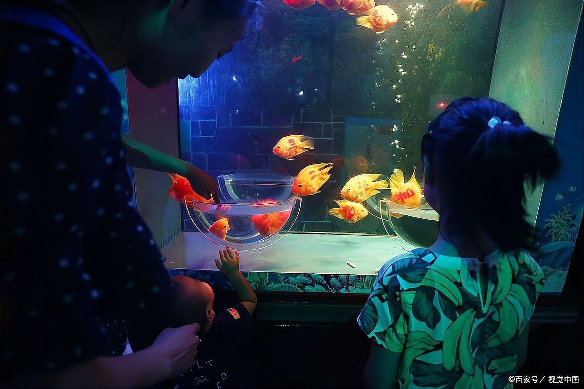 雷龍魚和孔雀魚混養的成功案例（雷龍魚和孔雀魚混養成功案例）