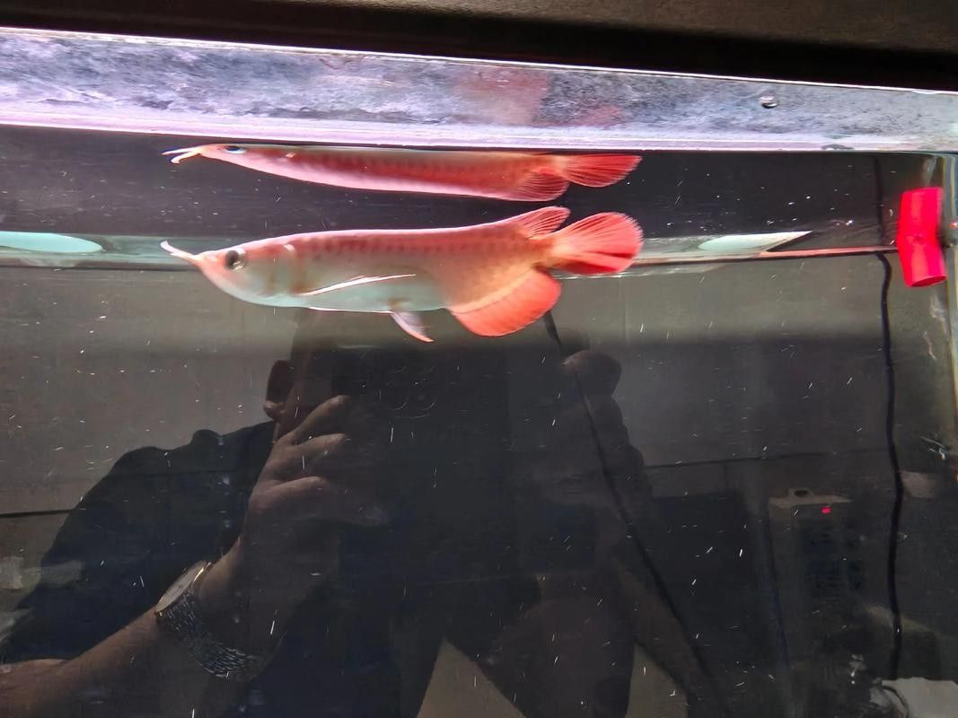 紅龍魚缸背景圖多久換一次（紅龍魚缸背景圖的更換頻率）