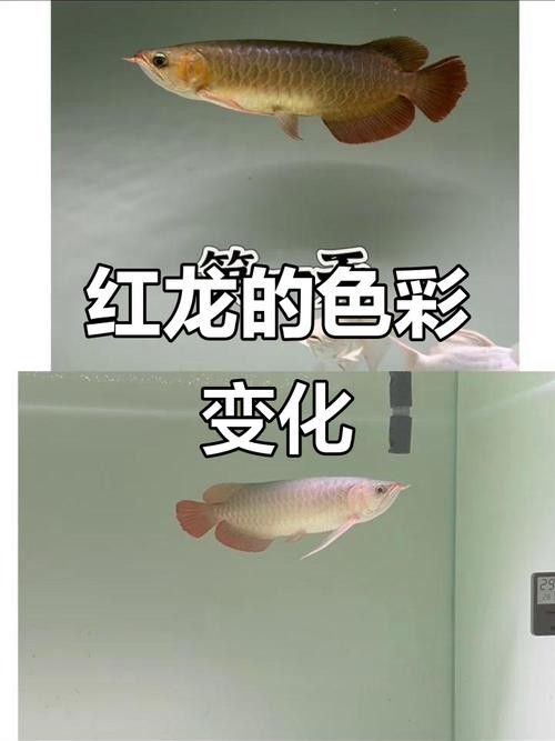紅龍魚缸背景圖多久換一次（紅龍魚缸背景圖的更換頻率）