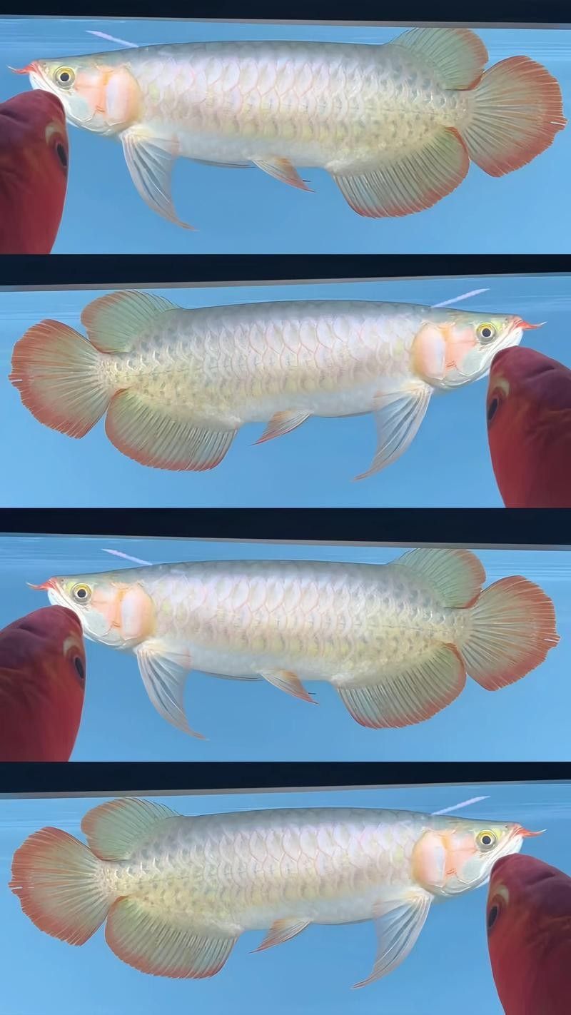紅龍魚缸背景圖多久換一次（紅龍魚缸背景圖的更換頻率）