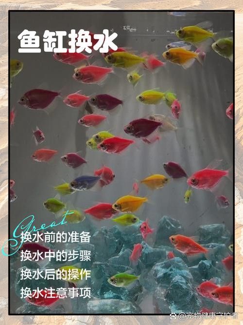 紅龍魚缸背景圖多久換一次（紅龍魚缸背景圖的更換頻率）