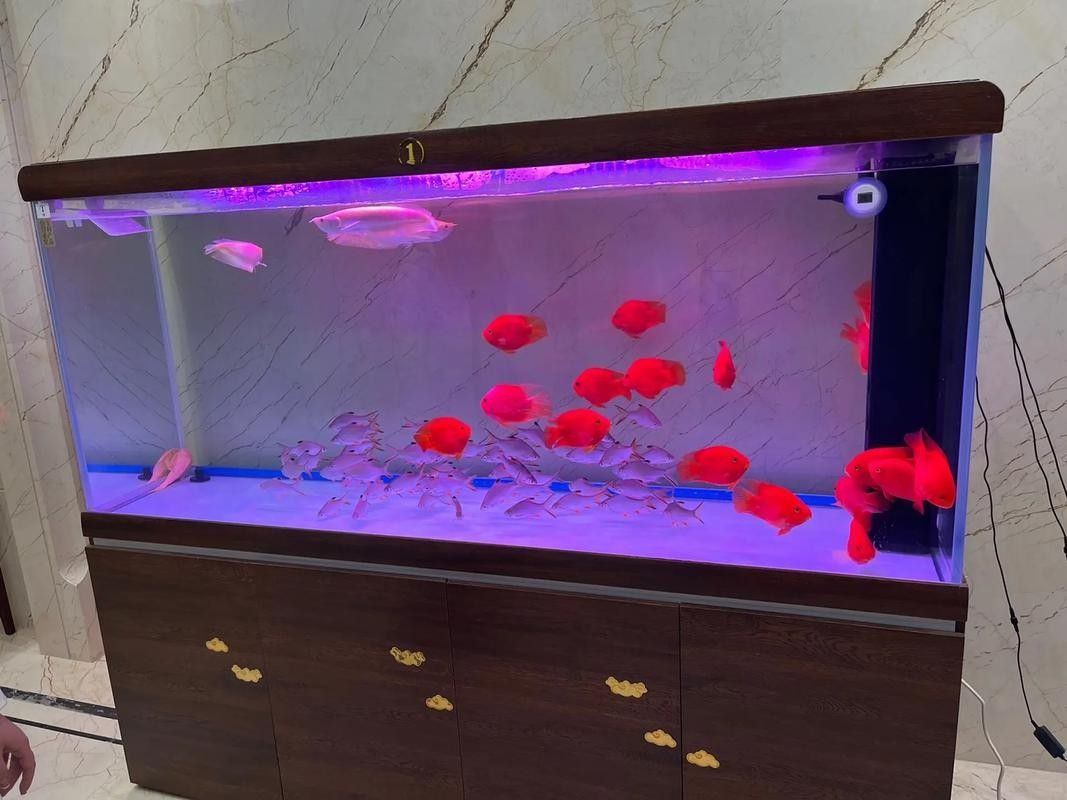 紅龍魚缸背景圖多久換一次（紅龍魚缸背景圖的更換頻率）