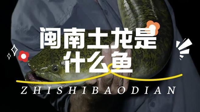 土龍魚有哪些營養價值？（吃土龍魚有哪些禁忌人群？）