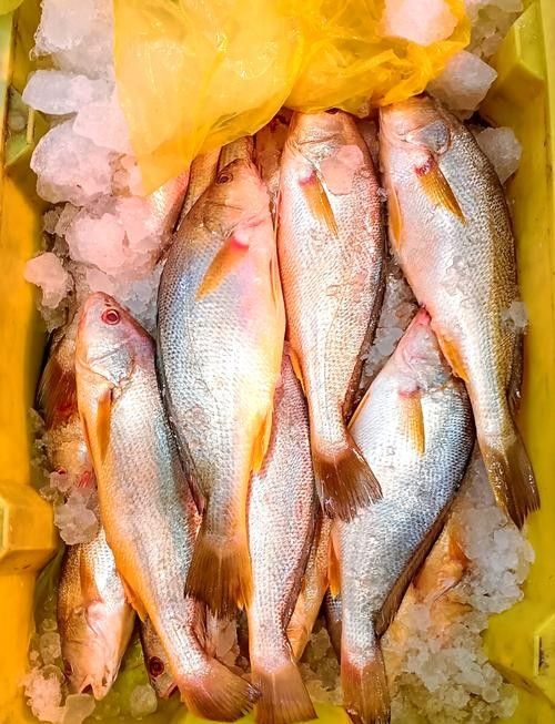 溫州正宗海鮮魚
