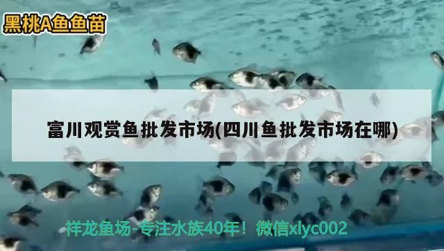 <strong><mark>富川</mark></strong>觀賞魚批發市場(四川魚批發市場在哪)（<strong><mark>富川</mark></strong>觀賞魚批發市場）