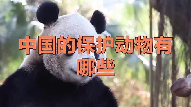 還有哪些動物被列為國寶？（世界上最受關注的國寶動物，中國被列為國寶的動物）