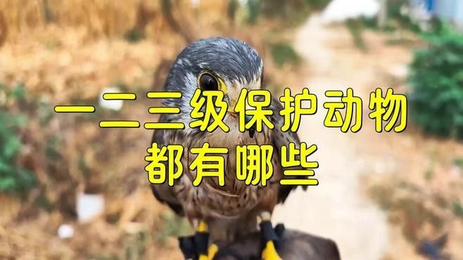 還有哪些動物被列為國寶？（世界上最受關注的國寶動物，中國被列為國寶的動物）