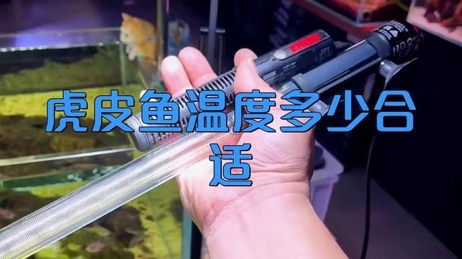 虎皮恐龍魚多久喂一次？（關于虎皮恐龍魚的喂食頻率，虎皮恐龍魚的喂食頻率取決于幾個因素）