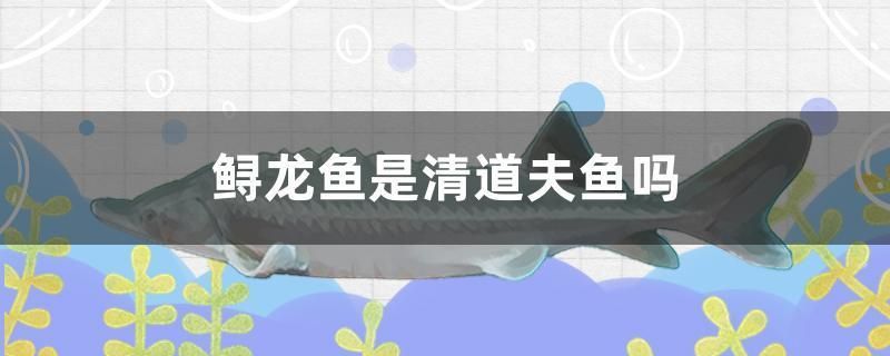 鱘龍魚是清道夫魚嗎（鱘龍魚不是清道夫魚，營養(yǎng)價值很高）