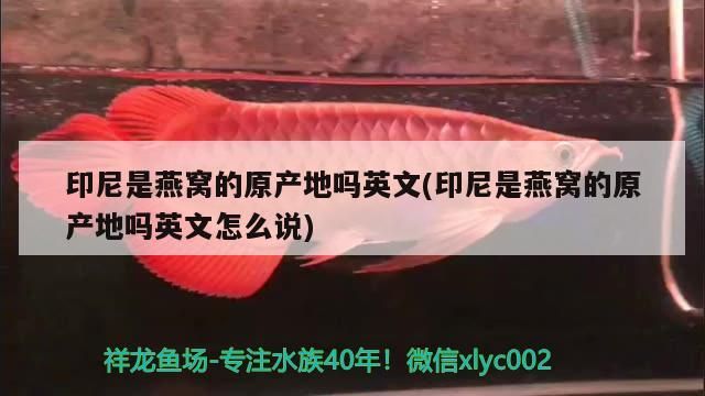 印尼是燕窩的原產(chǎn)地嗎英文(印尼是燕窩的原產(chǎn)地嗎英文怎么說(shuō))（印尼是燕窩的原產(chǎn)地嗎）
