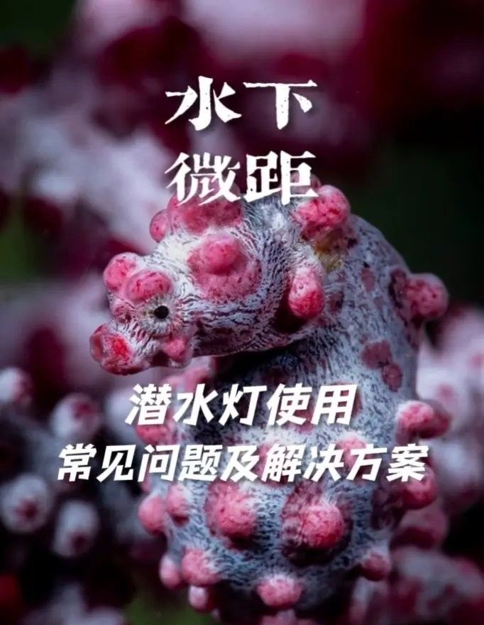 龍魚爛鰭自愈期間需要喂食嗎視頻：龍魚爛鰭自愈期間的喂食策略（龍魚爛鰭自愈期間喂食策略） 龍魚爛鰭自愈期間需要喂食嗎視頻：龍魚爛鰭自愈期間的喂食策略（龍魚爛鰭自愈期間喂食策略） 水族問答 第8張