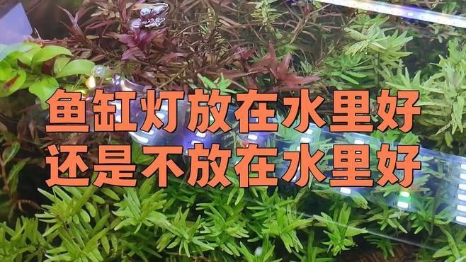 龍魚爛鰭自愈期間需要喂食嗎視頻：龍魚爛鰭自愈期間的喂食策略（龍魚爛鰭自愈期間喂食策略） 龍魚爛鰭自愈期間需要喂食嗎視頻：龍魚爛鰭自愈期間的喂食策略（龍魚爛鰭自愈期間喂食策略） 水族問答 第4張