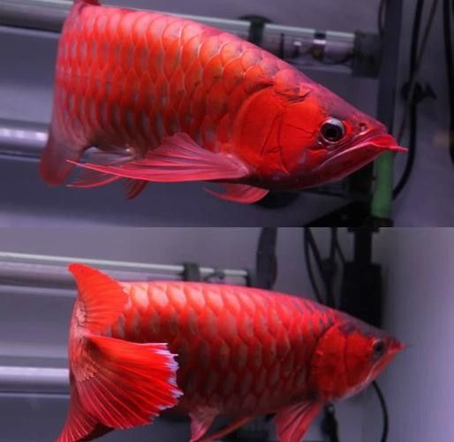 給我推薦幾個頂級紅龍魚品牌（紅龍魚品牌推薦）