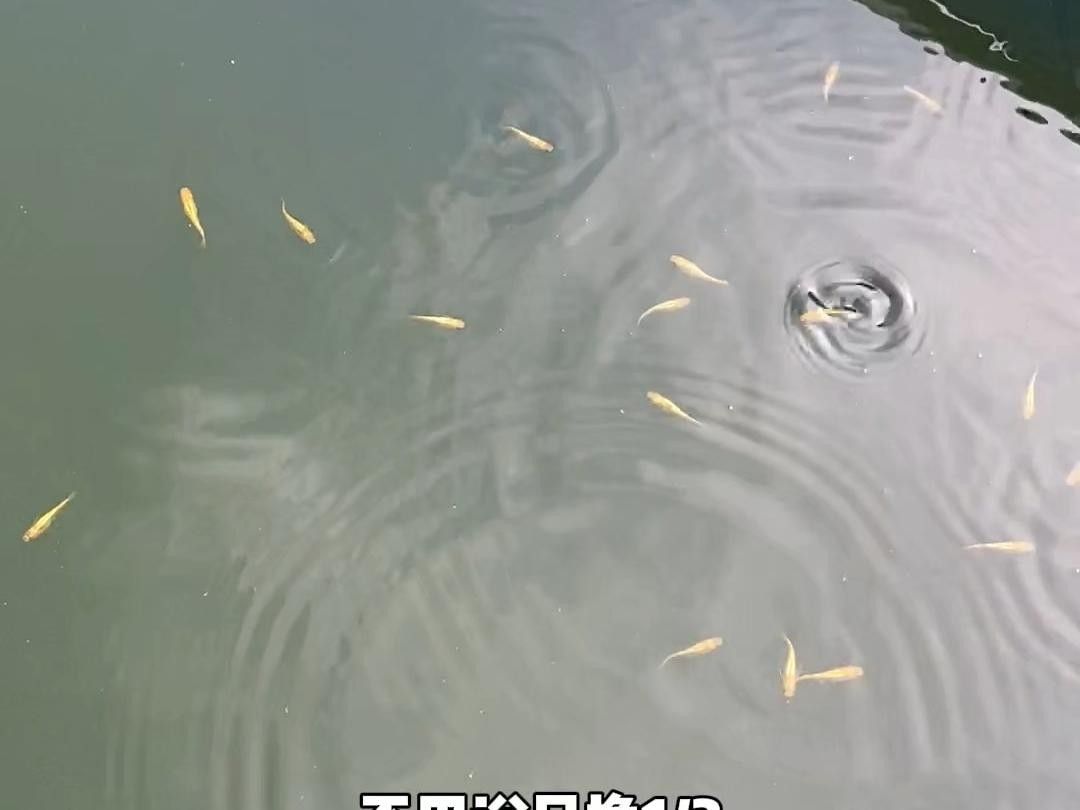 藍帆三間魚能吃嗎（關于藍帆三間魚的食用安全性的探討）