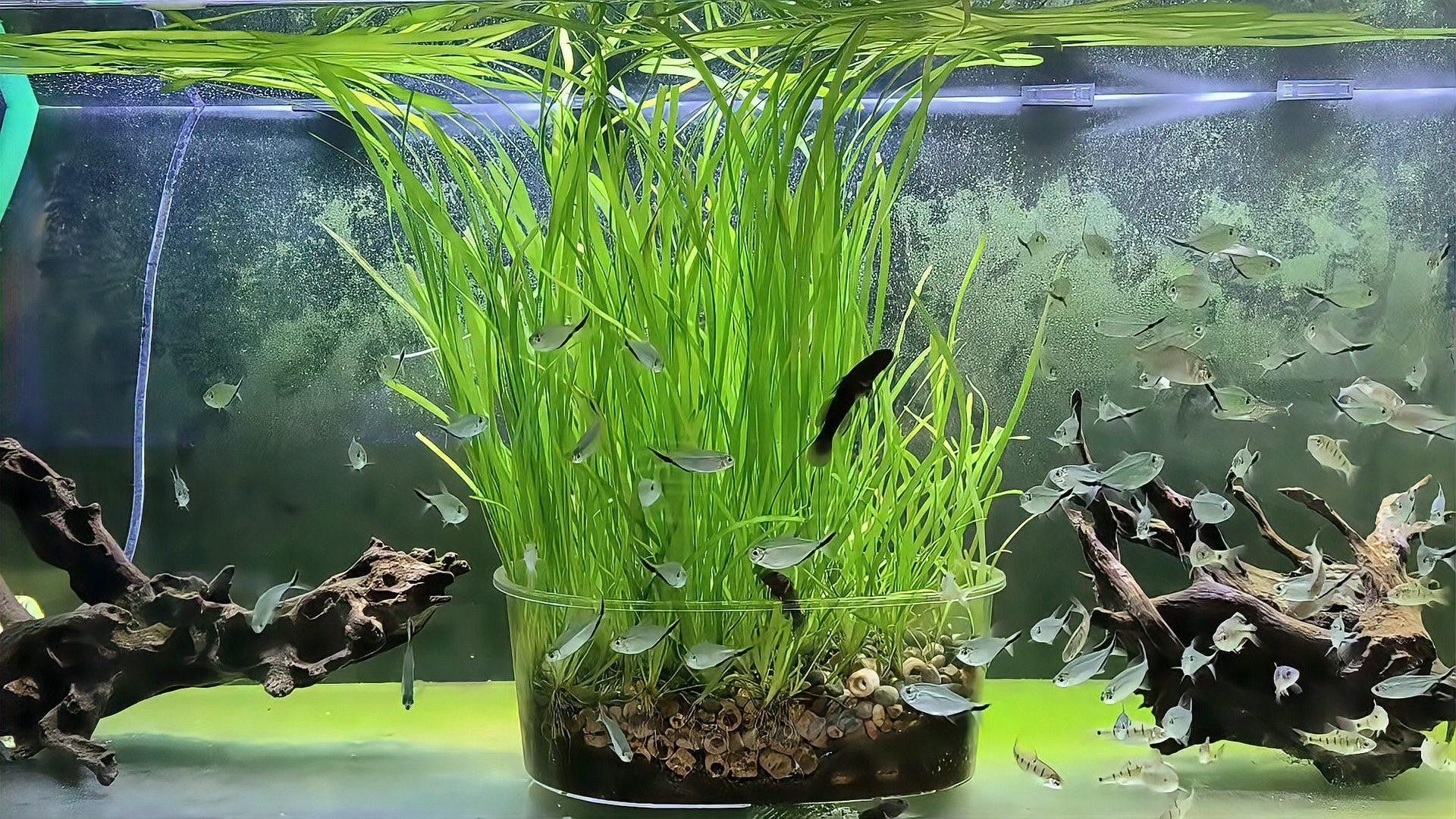 藍帆三間魚能吃嗎（關于藍帆三間魚的食用安全性的探討）