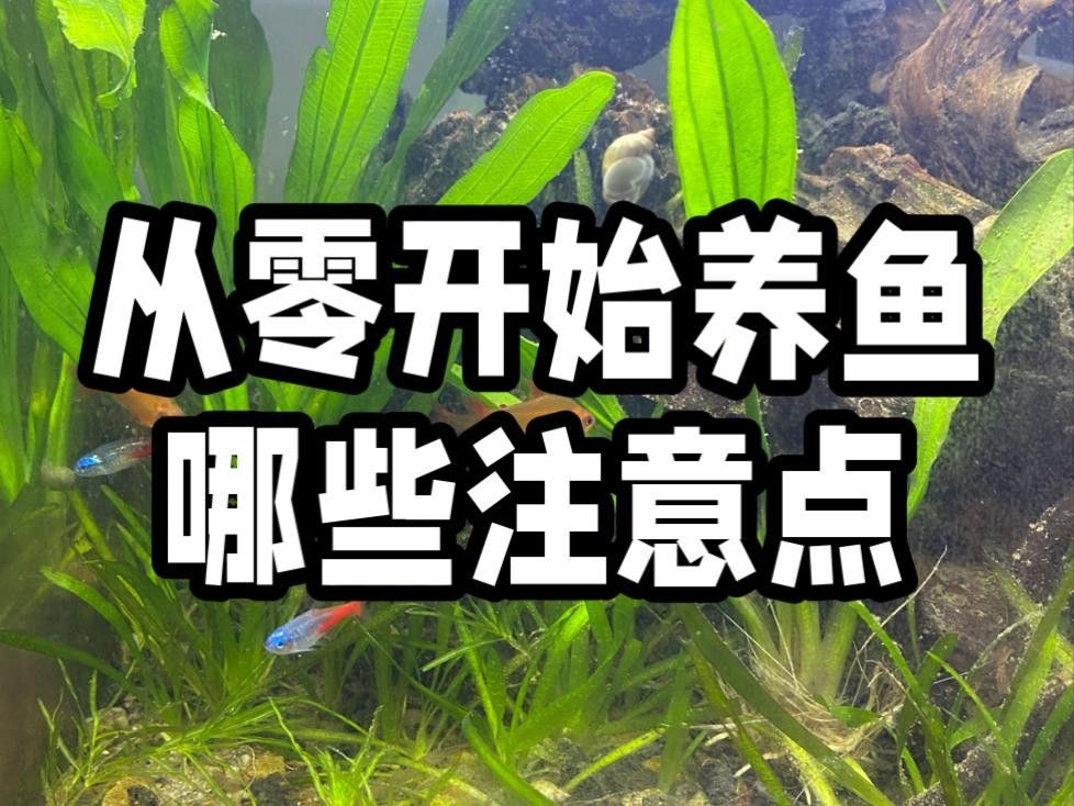 藍帆三間魚能吃嗎（關于藍帆三間魚的食用安全性的探討）