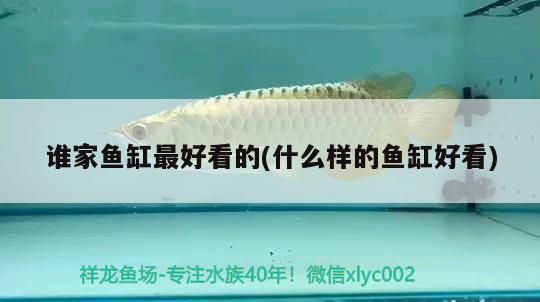 誰家魚缸最好看的(什么樣的魚缸好看)