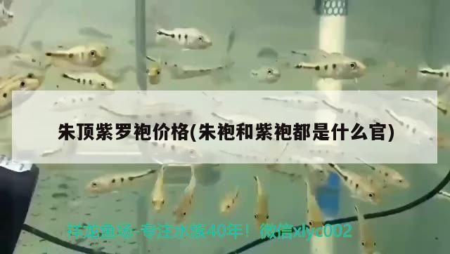 朱頂紫羅袍價格(朱袍和紫袍都是什么官)