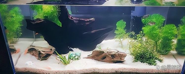 金龍魚魚缸需要定期清洗嗎？（佩特汪魚缸濾材清洗頻率大揭秘多久洗一次最合適）