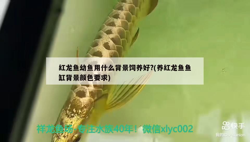 黑龍魚吃什么長得快又好養(黑魚吃什么食物長得快)（黑龍魚吃什么長得快又好養）