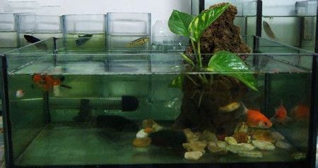 家庭魚缸適合養什么觀賞魚好呢：家庭觀賞魚的養殖指南