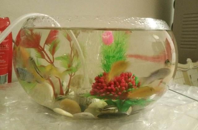 家庭魚缸適合養什么觀賞魚好呢：家庭觀賞魚的養殖指南