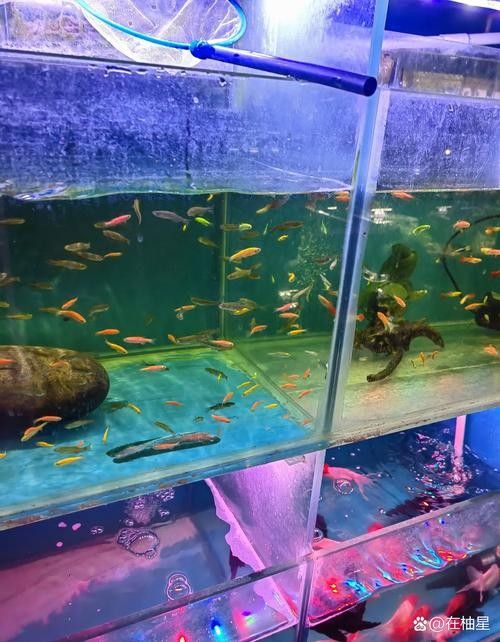 金龍福龍魚適合混養(yǎng)哪些魚？（如何判斷金龍福龍魚混養(yǎng)？）