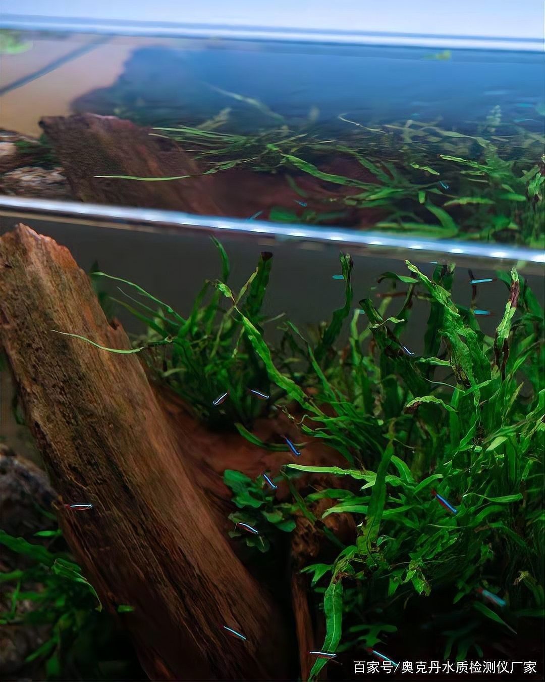 龍魚爛肉爛鱗會傳染嗎