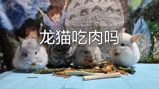 龍貓吃蔬菜需要煮熟嗎？（龍貓吃什么食物捷報(bào)漲分攻略龍貓吃什么食物漲分攻略）