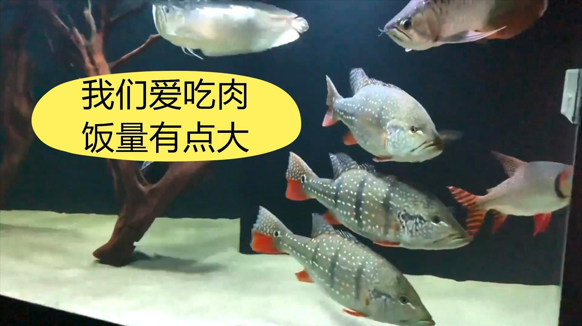 帝王三間魚(yú)，祥龍魚(yú)場(chǎng)