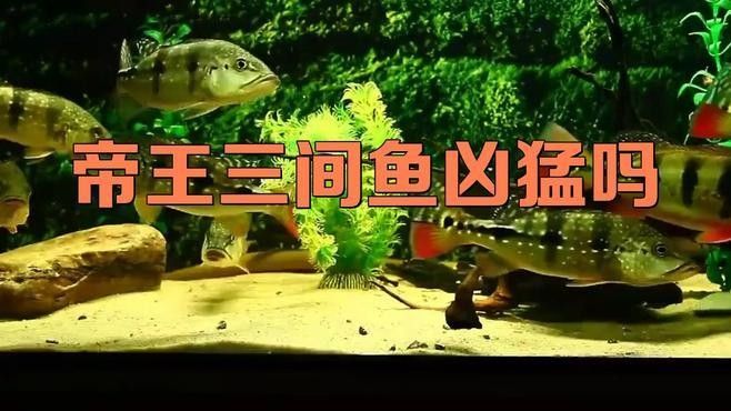 帝王三間魚，祥龍魚場