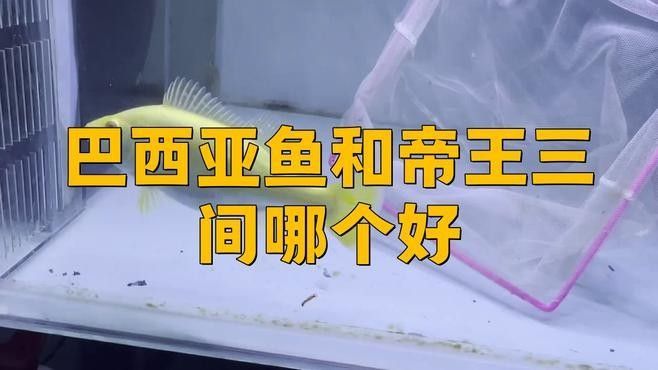 帝王三間魚，祥龍魚場