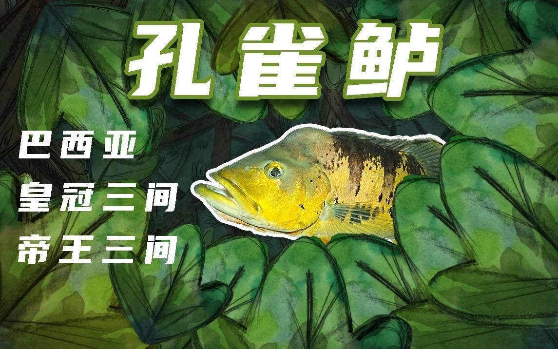 帝王三間魚，祥龍魚場