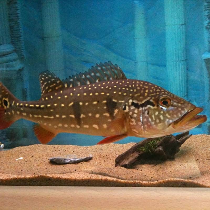 帝王三間魚，祥龍魚場