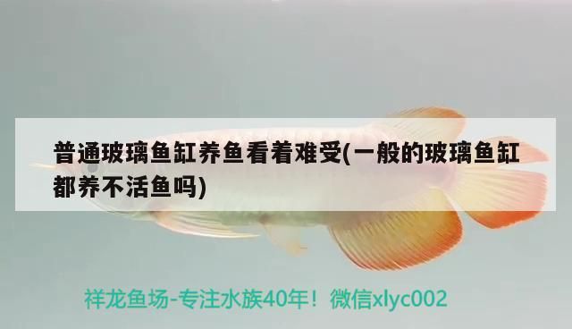 普通玻璃魚缸養魚看著難受(一般的玻璃魚缸都養不活魚嗎)