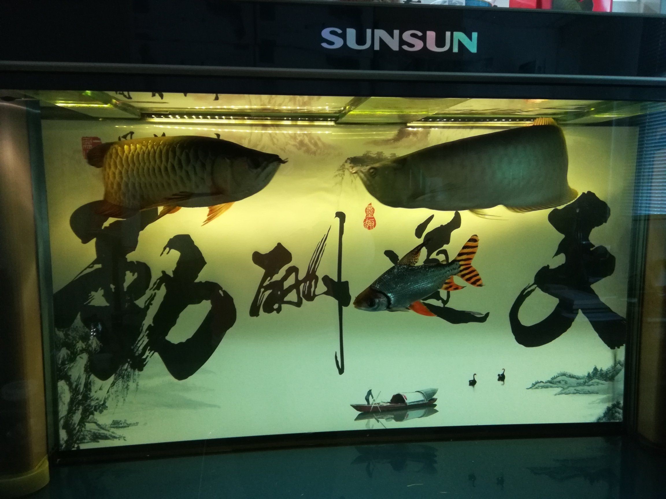曬2017年養魚賬單心情比錢重要