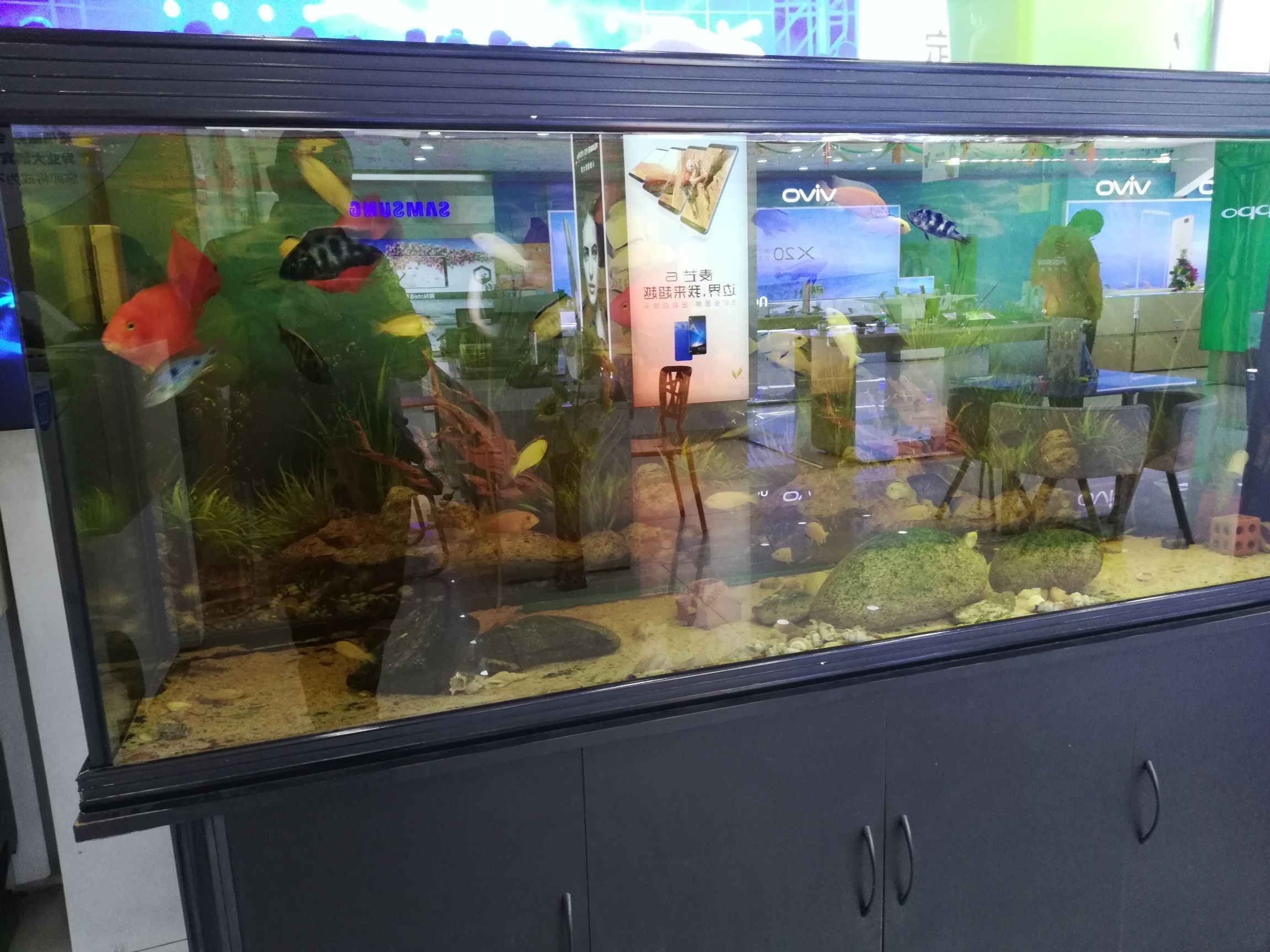 曬2017年養魚賬單心情比錢重要