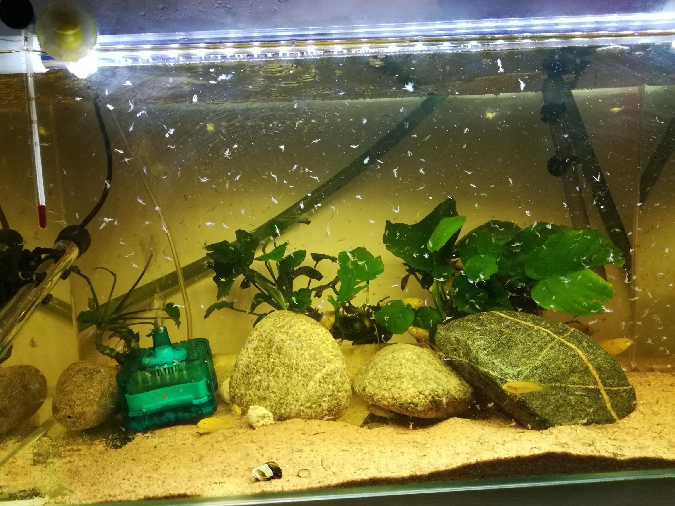 曬2017年養魚賬單心情比錢重要