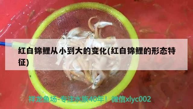 紅白錦鯉從小到大的變化(紅白錦鯉的形態特征)