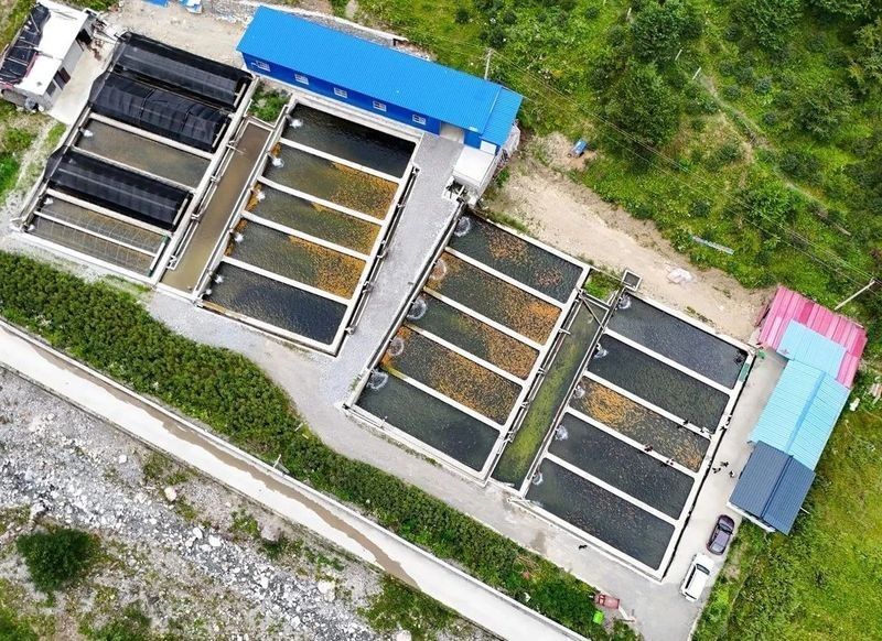 湯旺河哪個水族館龍魚好？祥龍魚場龍魚