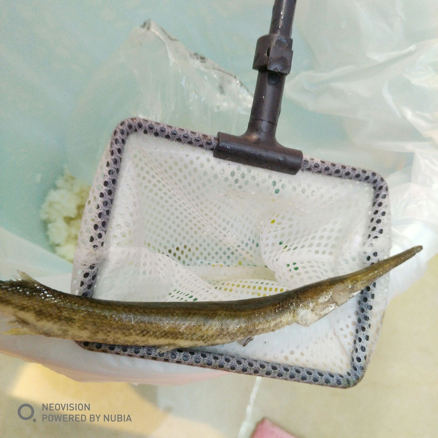 金拱門猛魚龍巔
