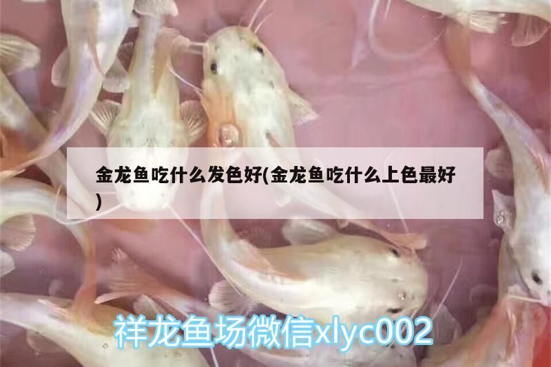 金龍魚吃什么發色好(金龍魚吃什么上色最好) 金龍魚吃什么發色好(金龍魚吃什么上色最好) 觀賞魚百科