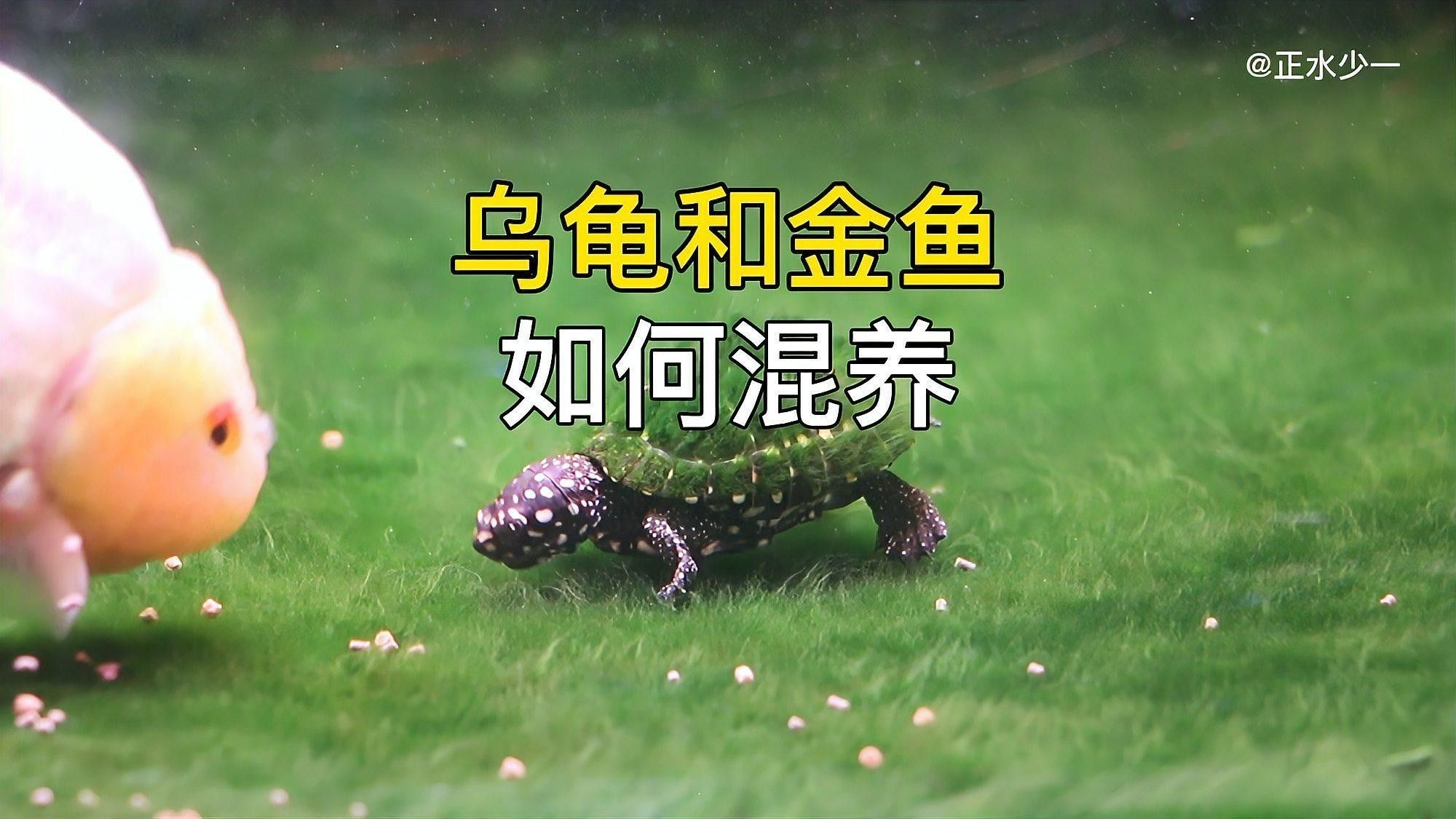 龍魚和帝王三間混養需要哪些設備？