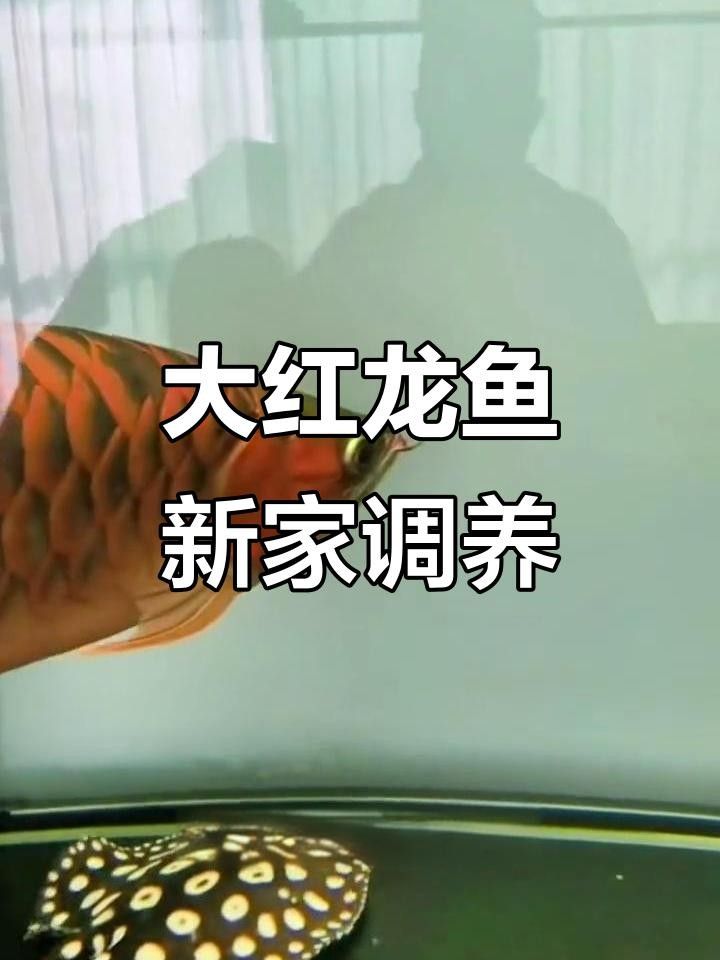 <strong><mark>新建</mark></strong>紅龍魚