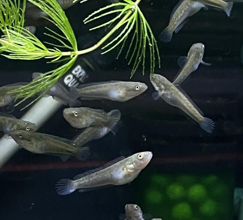 如何辨別雷龍魚的真偽？（如何辨別雷龍魚的真偽）