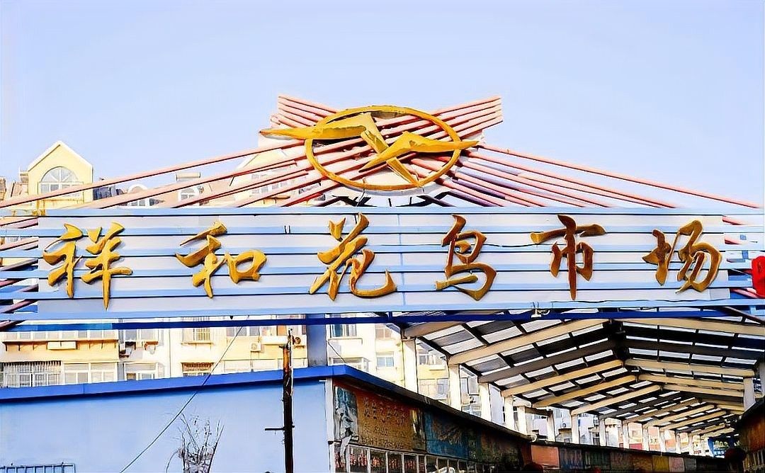 道里區花鳥魚市場的龍魚品種有哪些