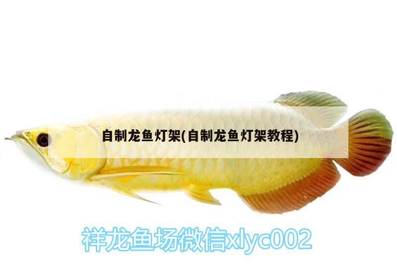 自制龍魚燈架(自制龍魚燈架教程)
