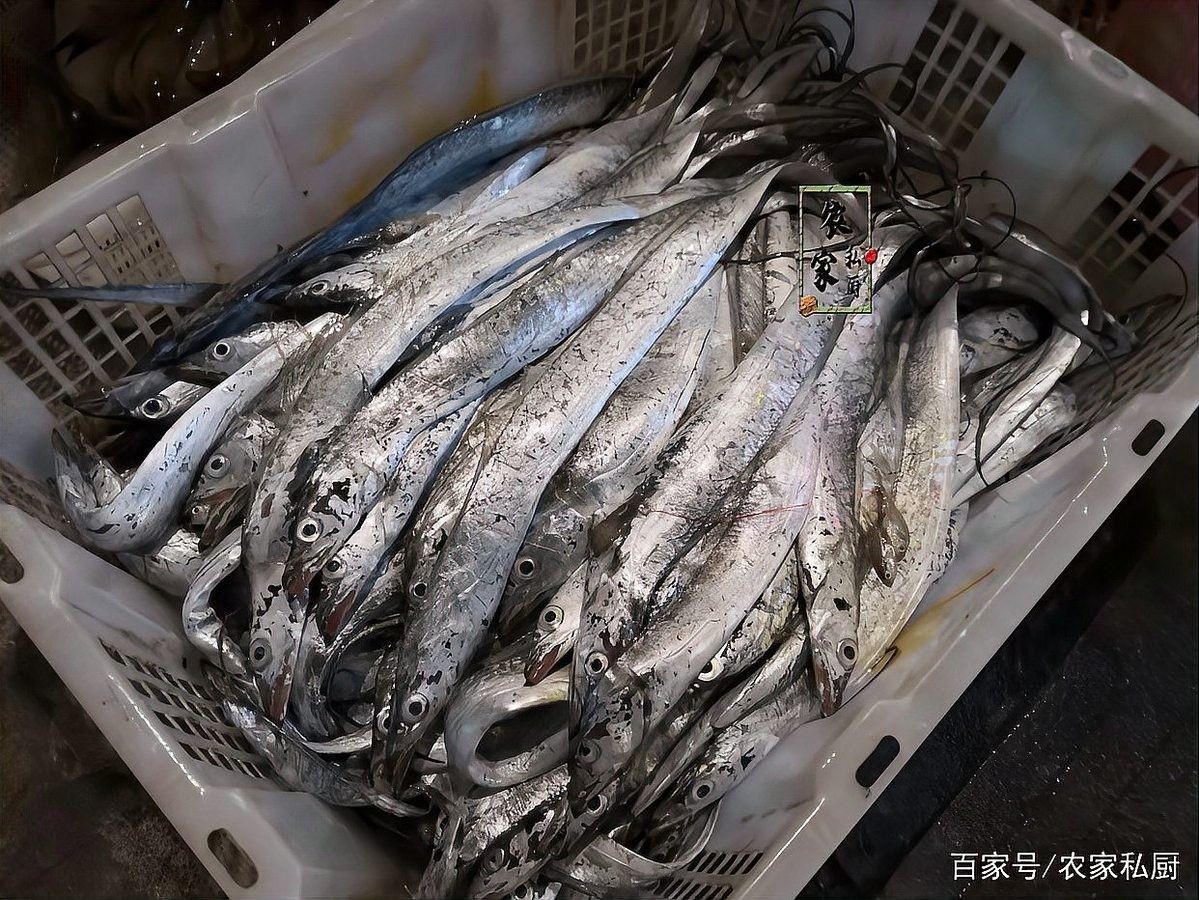 龍口魚俗稱什么魚（海里最嫩的龍口魚,外焦內嫩超好吃）
